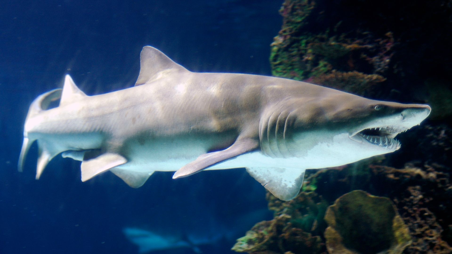 File:Carcharias taurus newport.jpg