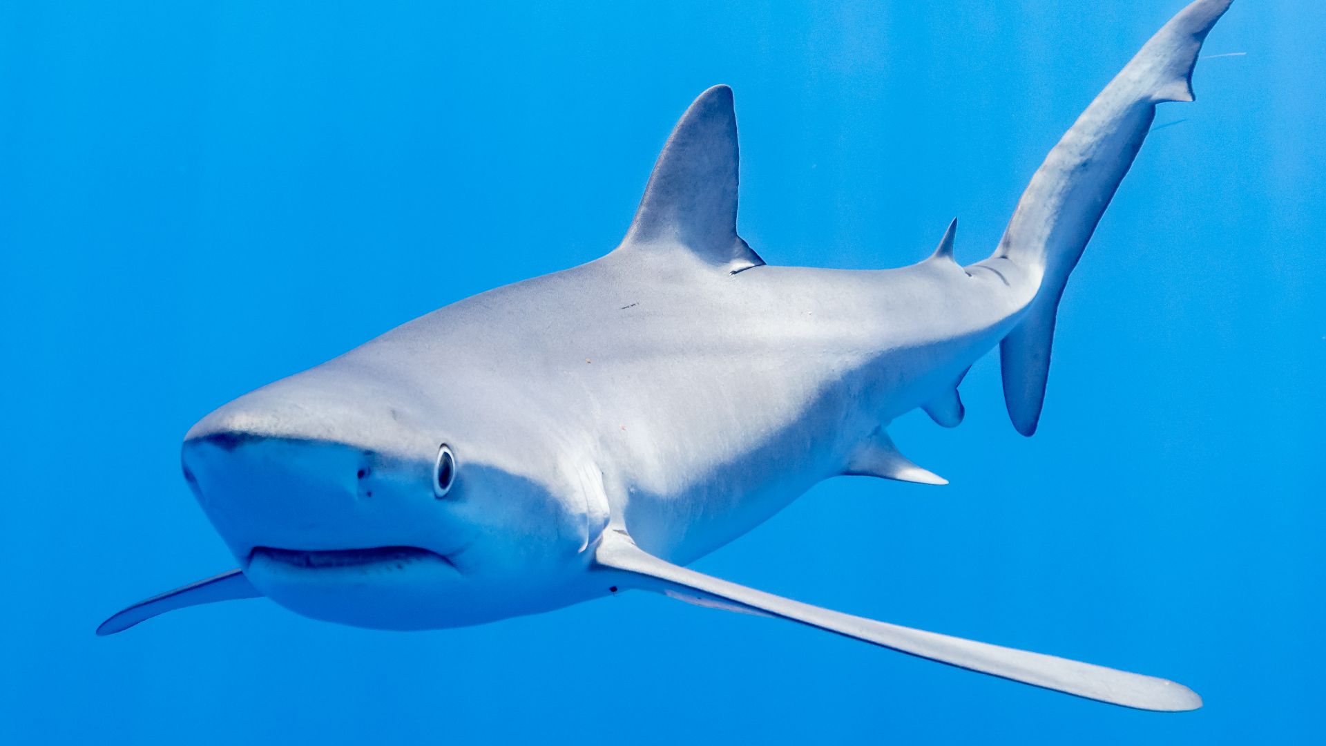 File:Tiburón azul (Prionace glauca), canal Fayal-Pico, islas Azores, Portugal, 2020-07-27, DD 28.jpg