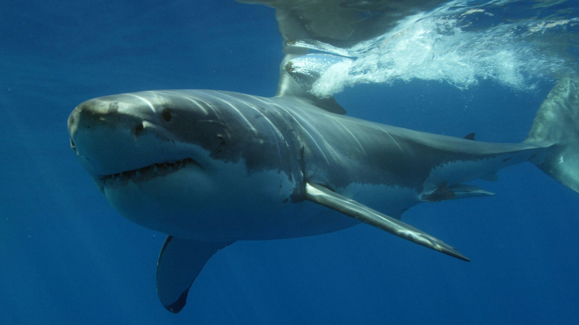 a great white shark swimming in the ocean
