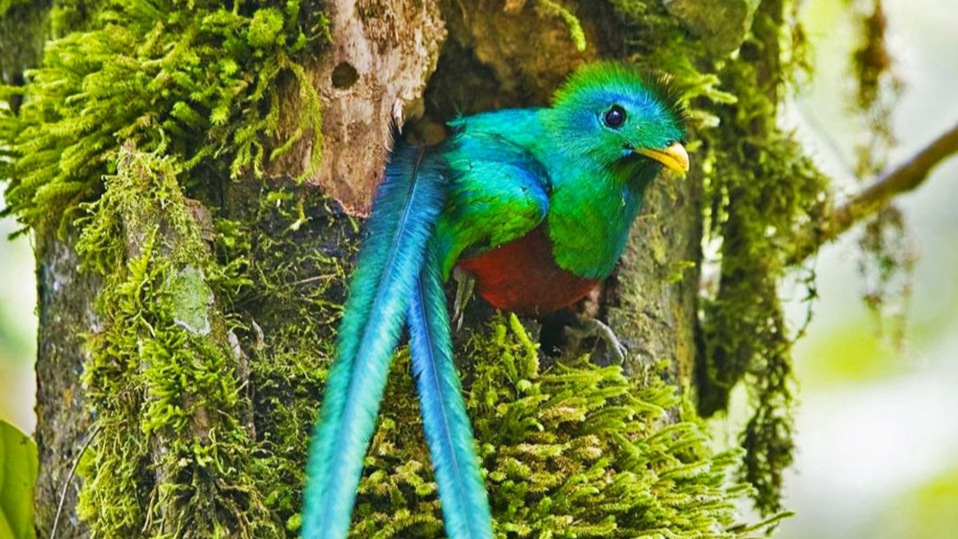 File:Quetzal at Biotopo del Quetzal in Baja Verapaz, Guatemala.jpg