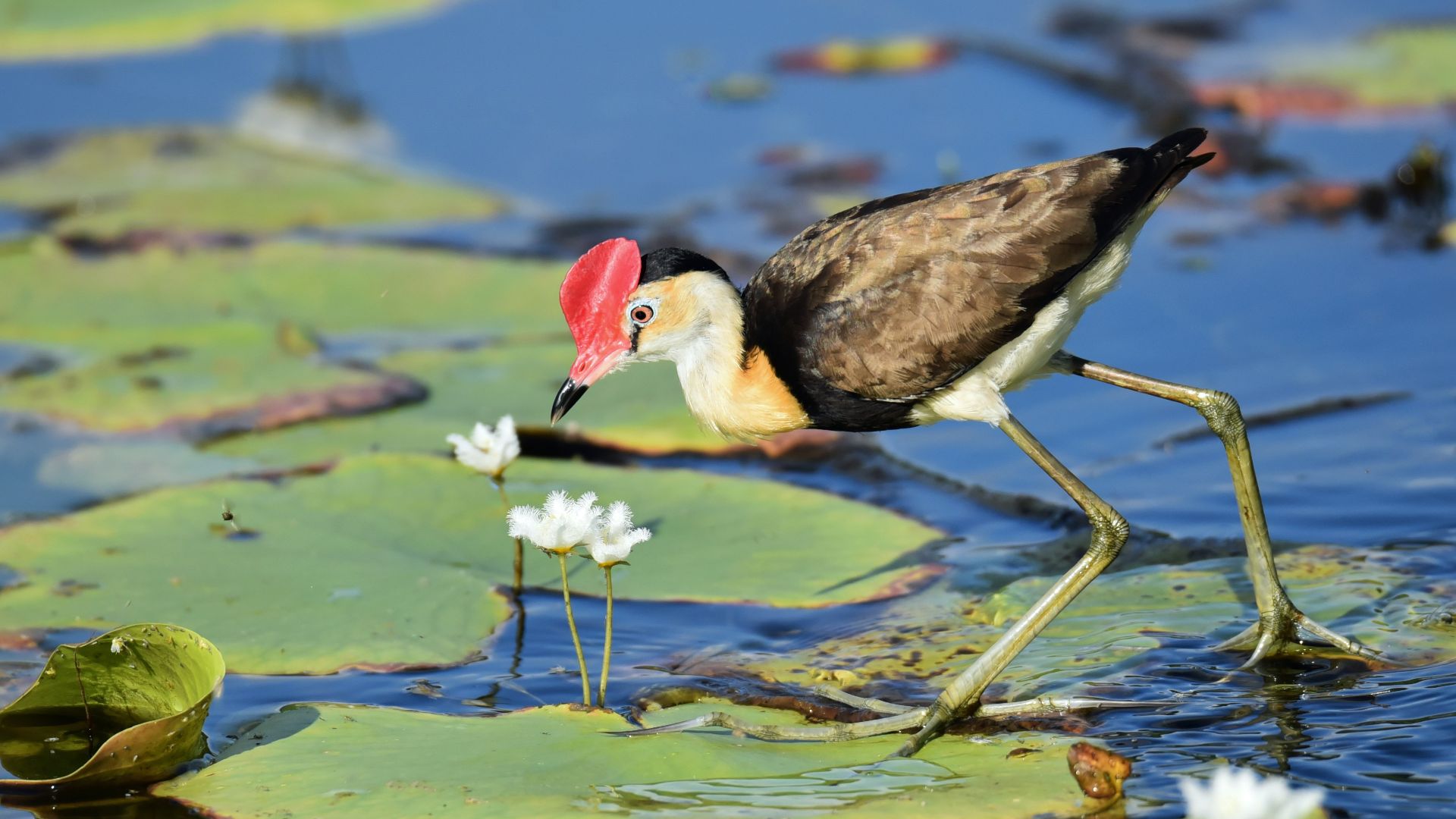 brown bird on water lily