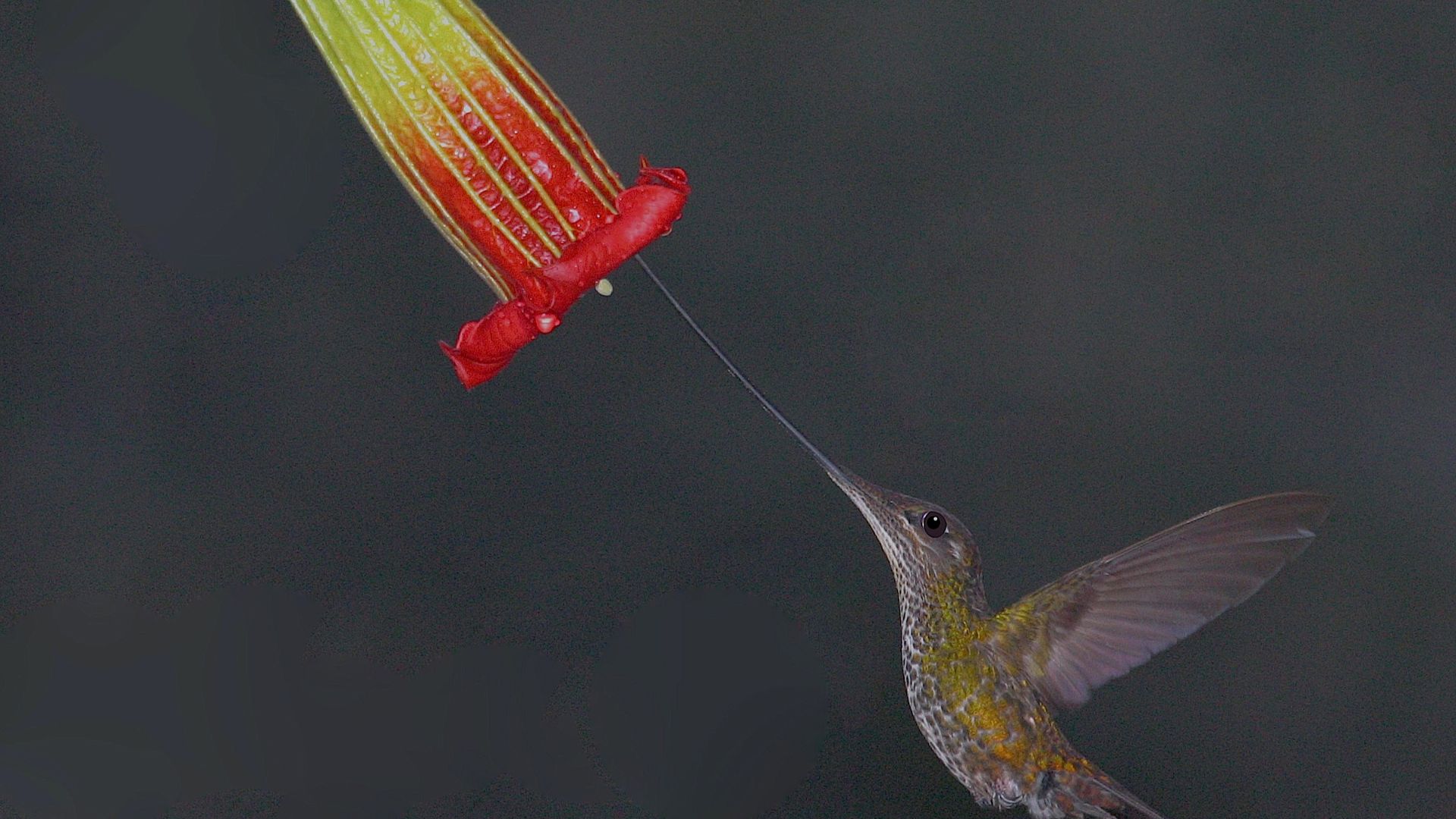 File:Sword-billed Hummingbird (Ensifera ensifera) (10831881775).jpg
