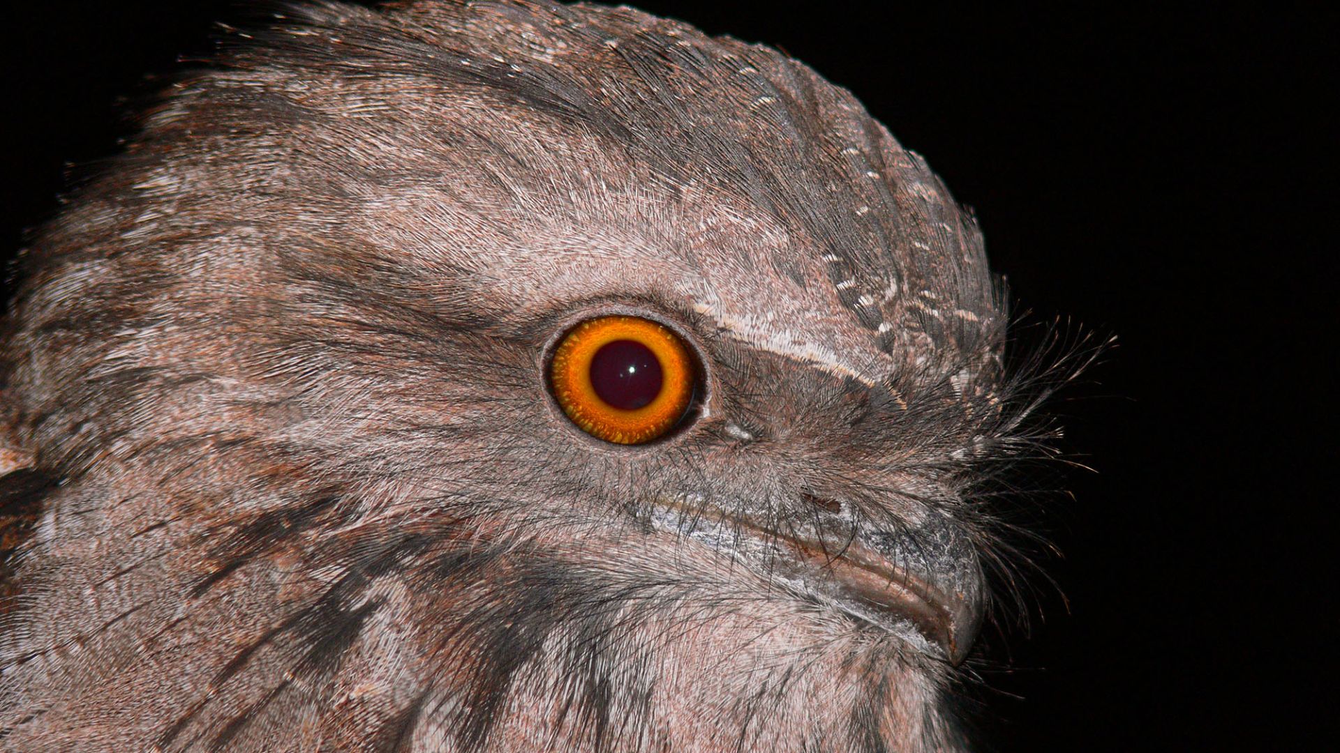 File:Tawny Frogmouth 1.jpg