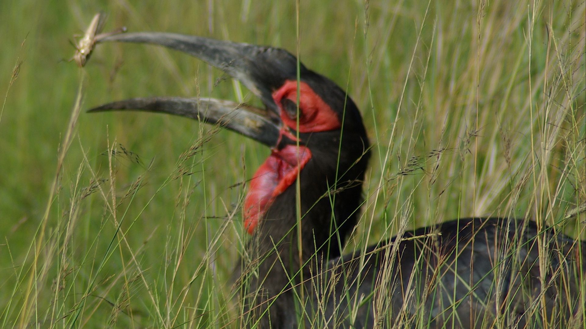 File:Bucorvus leadbeateri toss.jpg