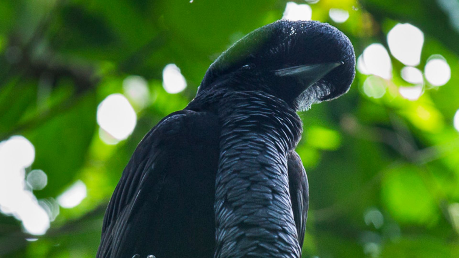 File:Long-wattled Umbrellabird - South Ecuador S4E8115 (16213159194).jpg