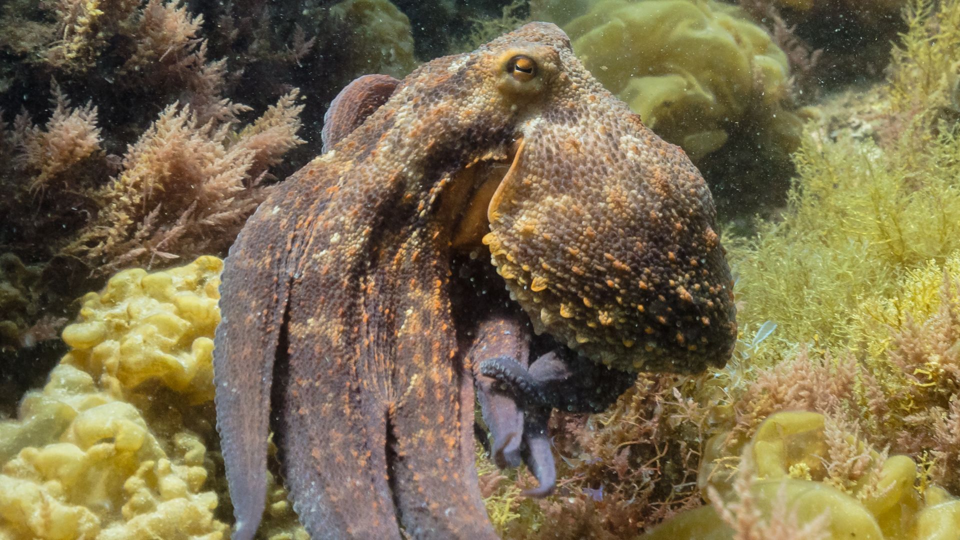 File:Pulpo común (Octopus vulgaris), Parque natural de la Arrábida, Portugal, 2020-07-21, DD 33.jpg