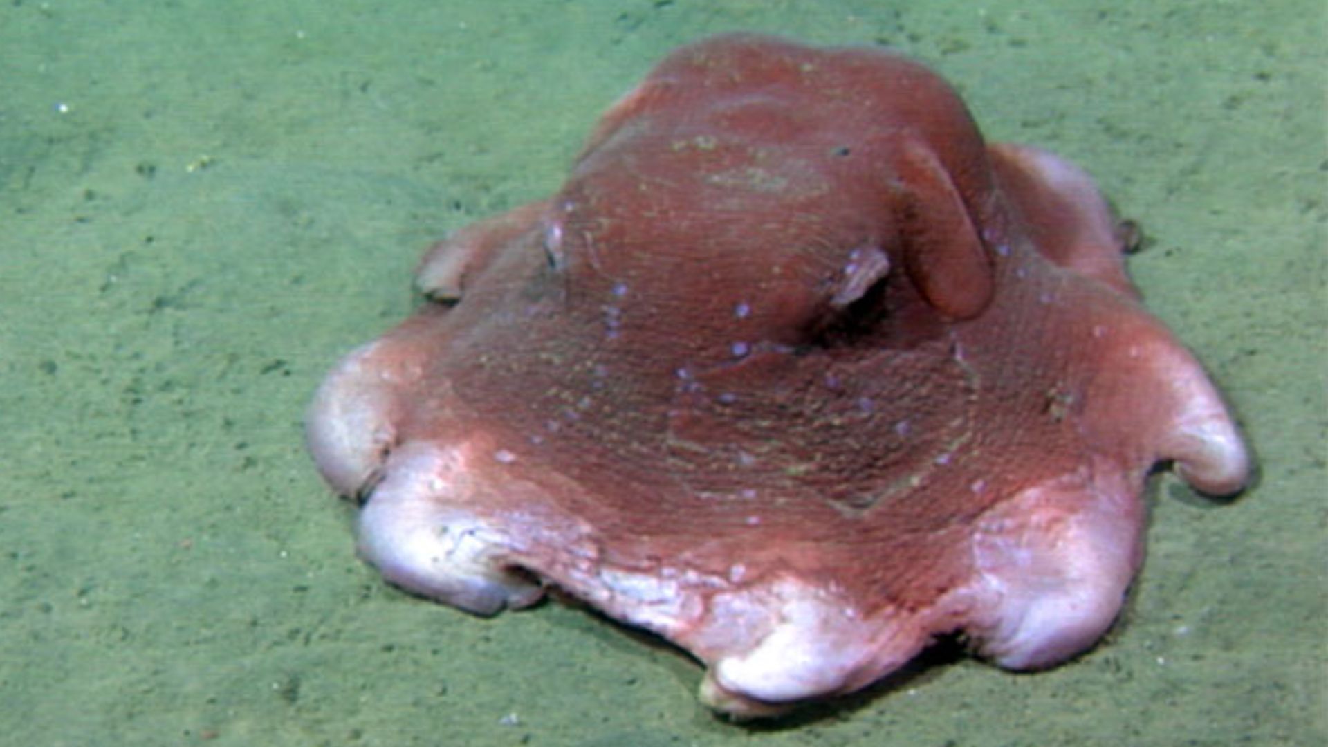 File:OCNMS - Flap Jack Devilfish (26637512163).jpg