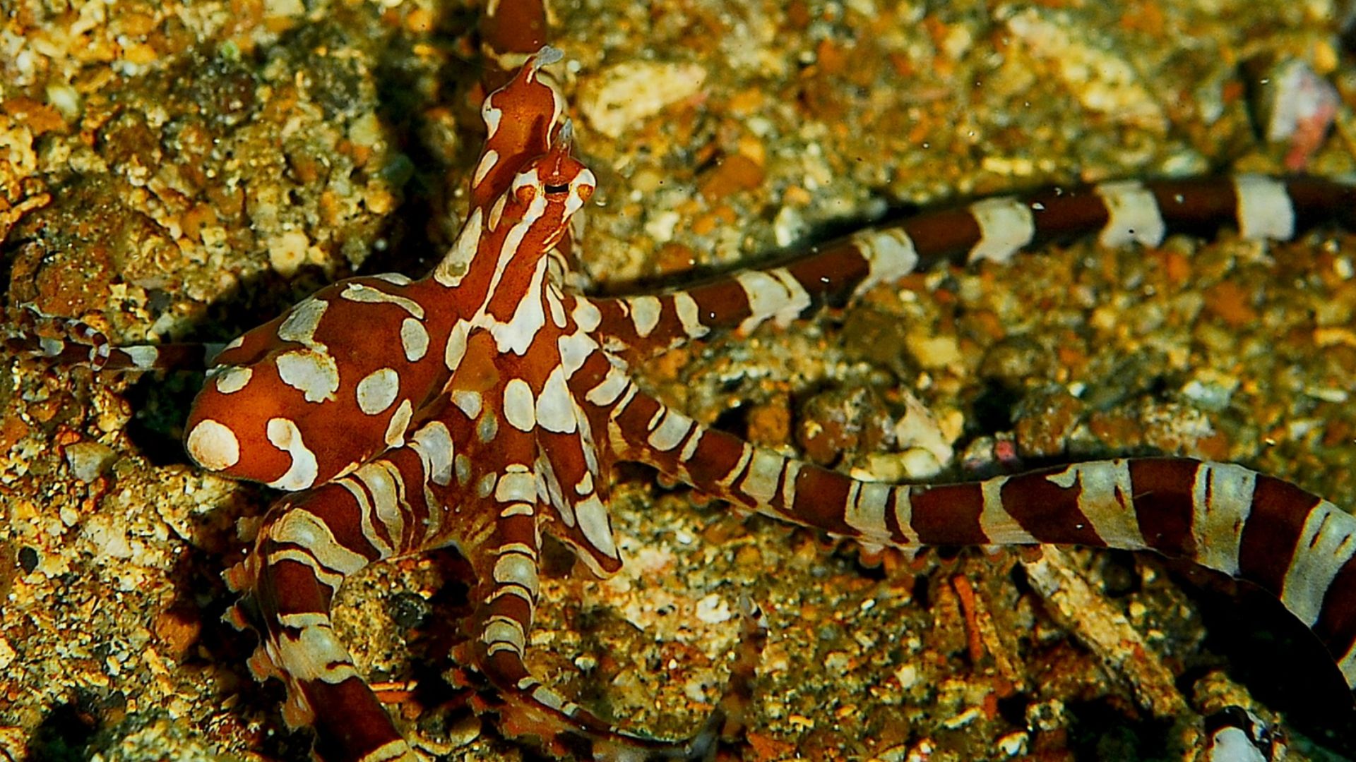 File:Wunderpus photogenicus.jpg