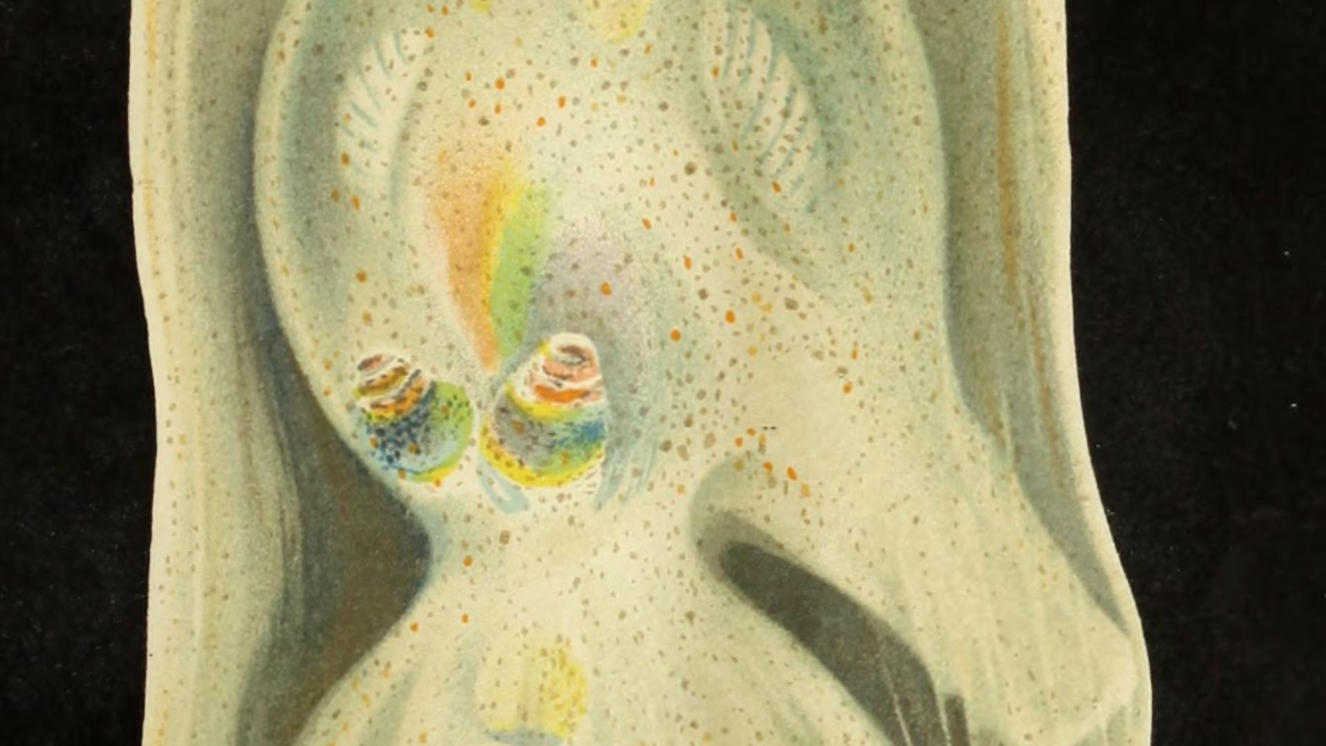 File:Annotationes zoologicae japonenses - Nihon dōbutsugaku ihō (1901) (18236694329).jpg