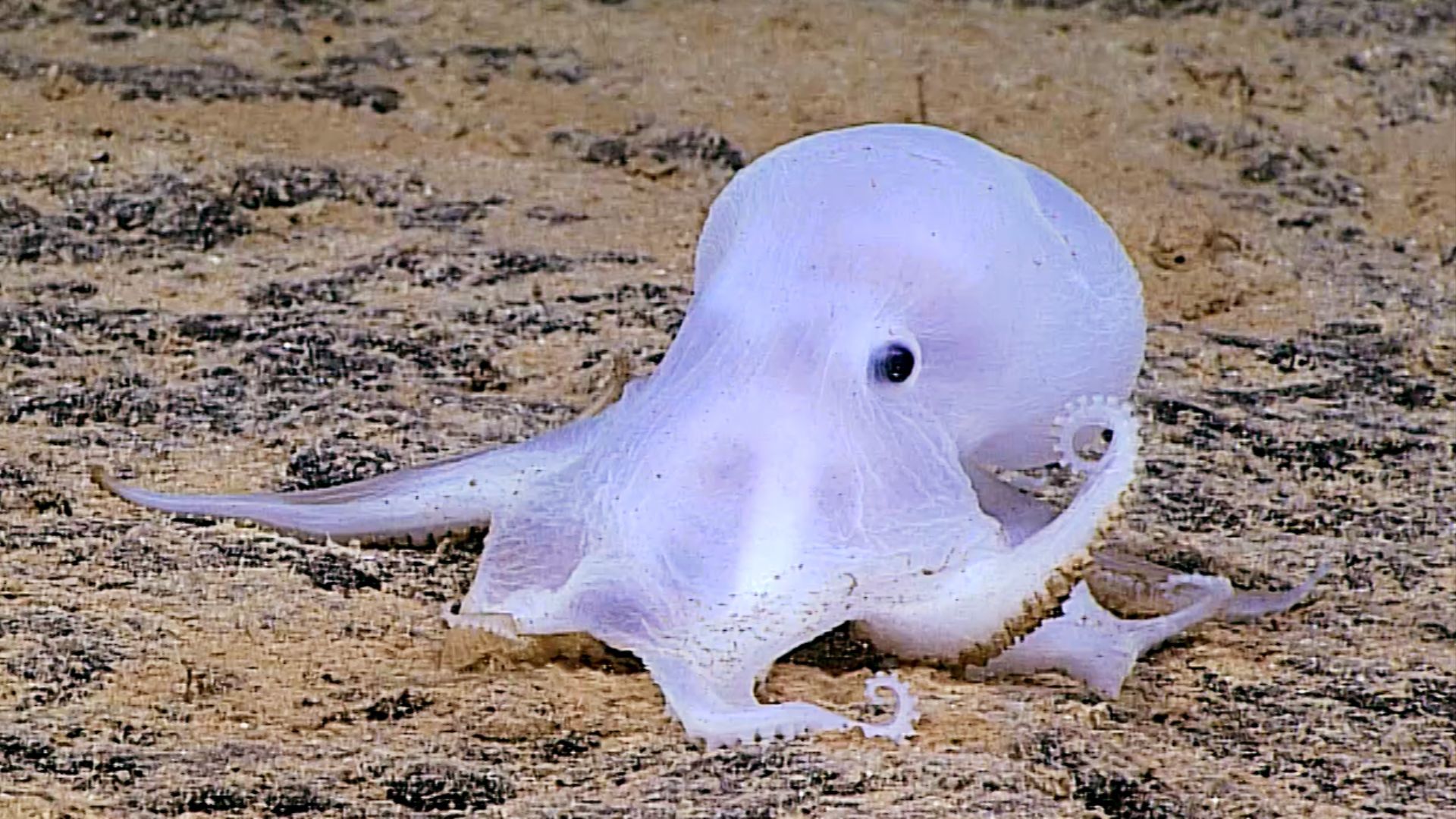 File:PMNM - undescribed octopus (28049471861).jpg