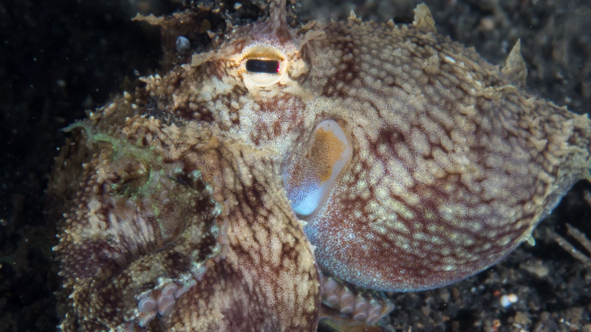File:Coconut octopus (Amphioctopus marginatus) (41607222205).jpg