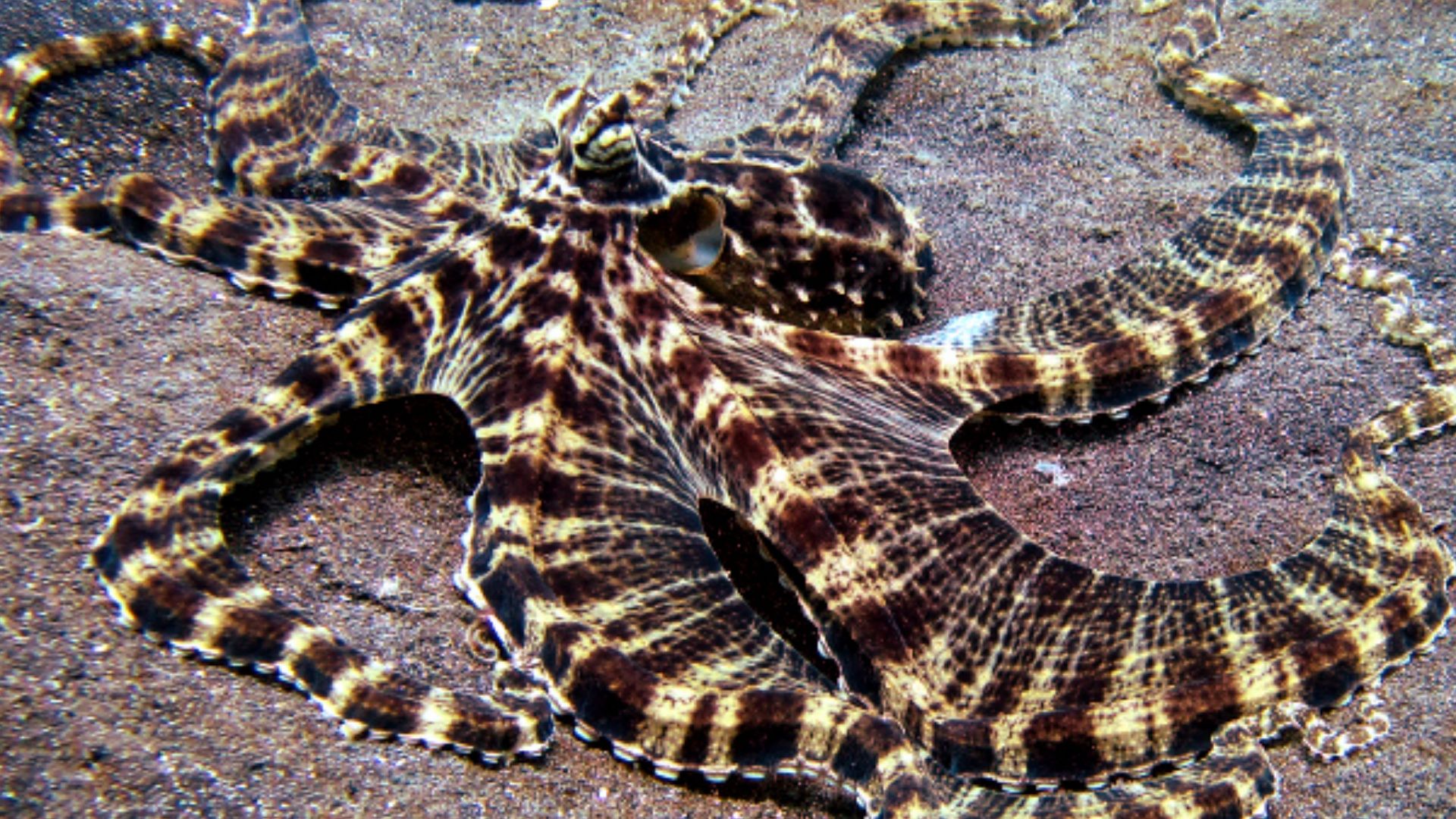 File:Mimic Octopus 1.jpg