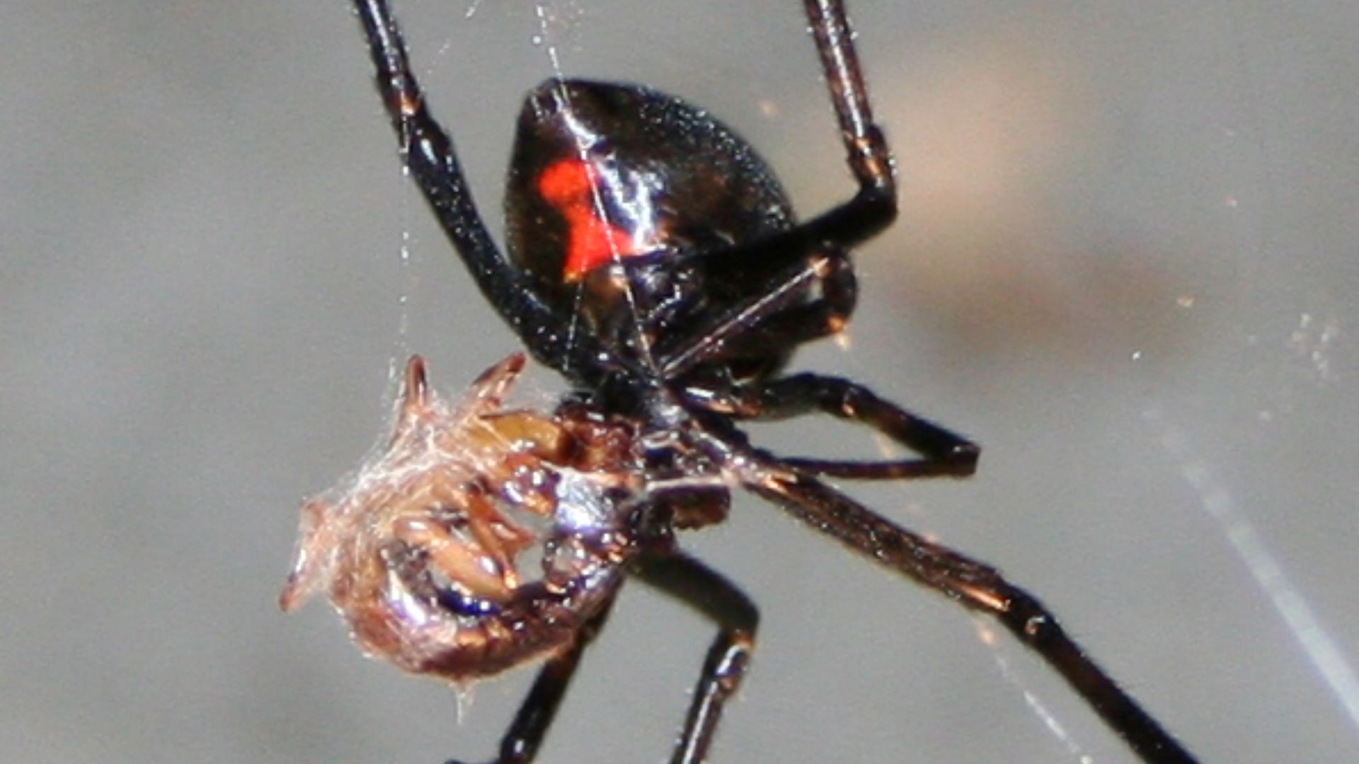 File:Black Widow Spider Eating Something.JPG