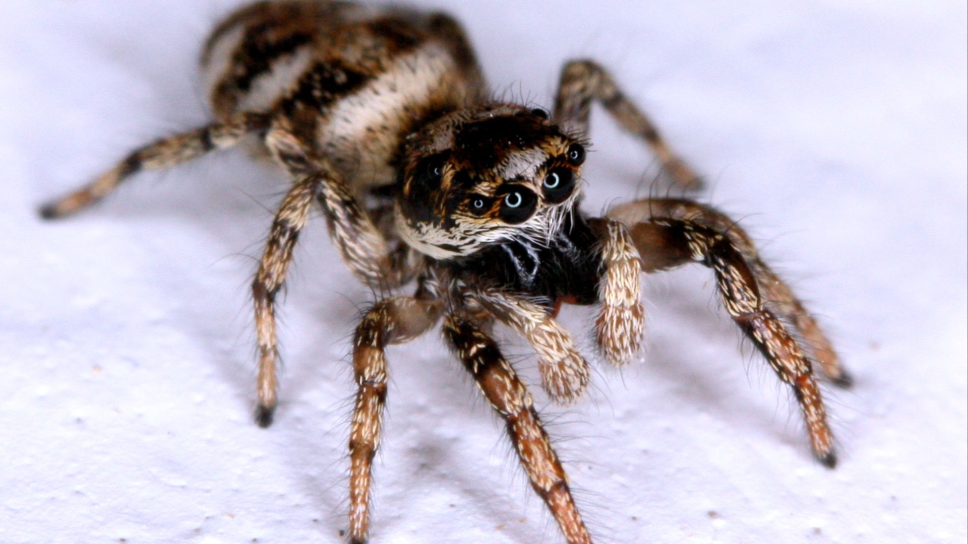 File:Zebra Jumping Spider (2867026951).jpg