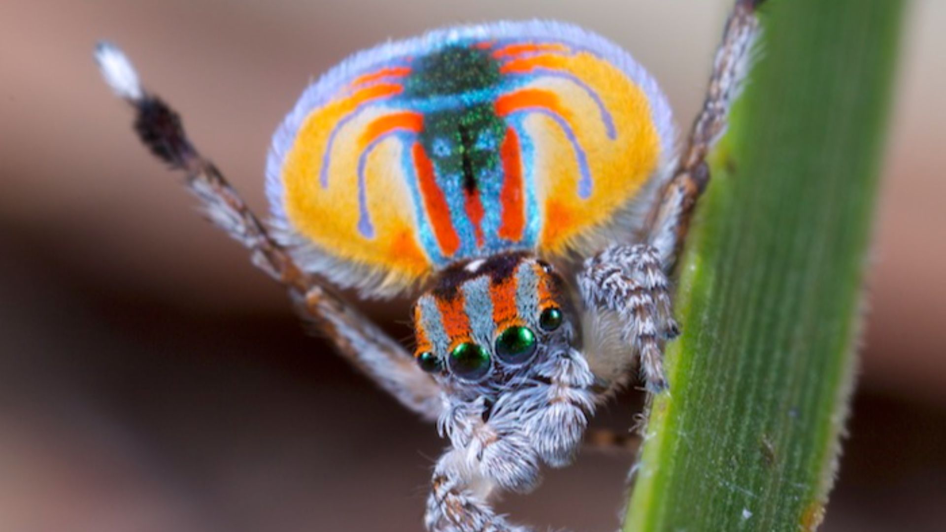 File:MalePeacockSpider.jpg