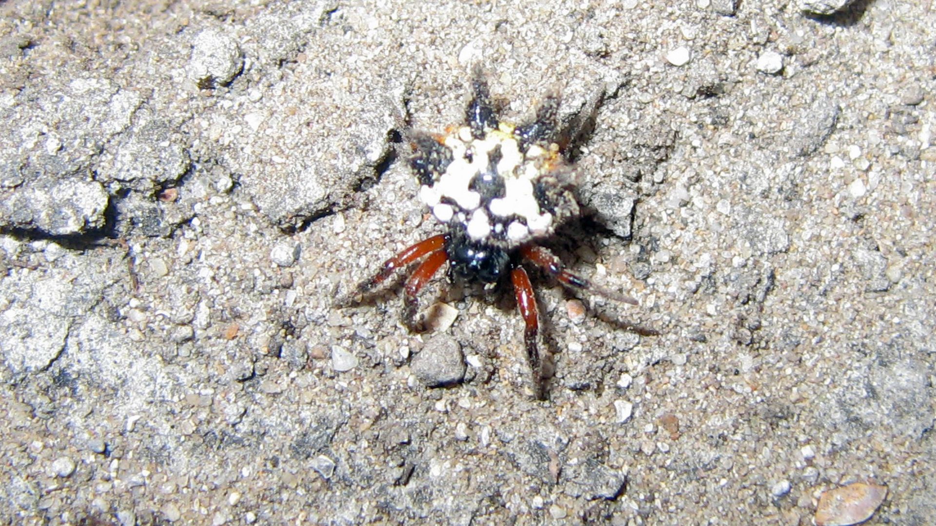 File:Spinded Spider - Flickr - GregTheBusker.jpg