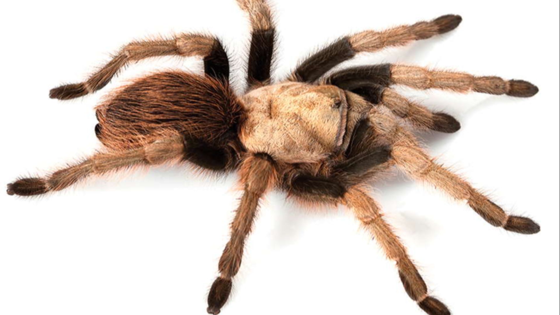 File:Aphonopelma chalcodes female ZooKeys 560.jpg