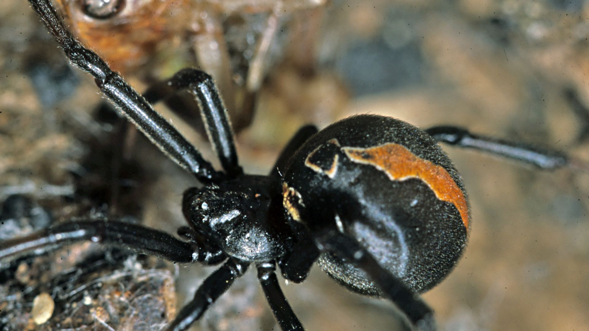 File:Latrodectus hasselti-Redback Spider (NZAC06001372).jpg