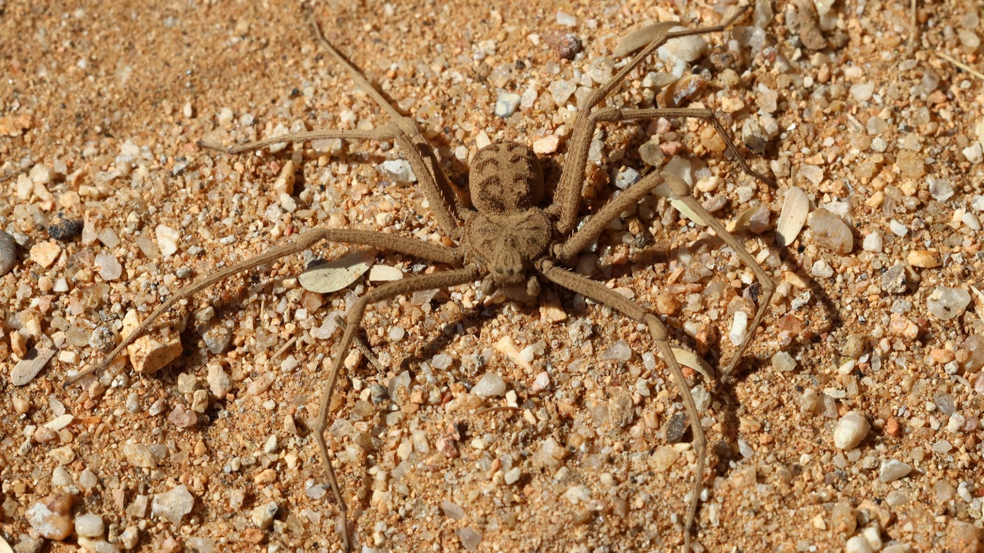 File:Sixeyed sand spider (Hexophthalma hahni) 1.jpg