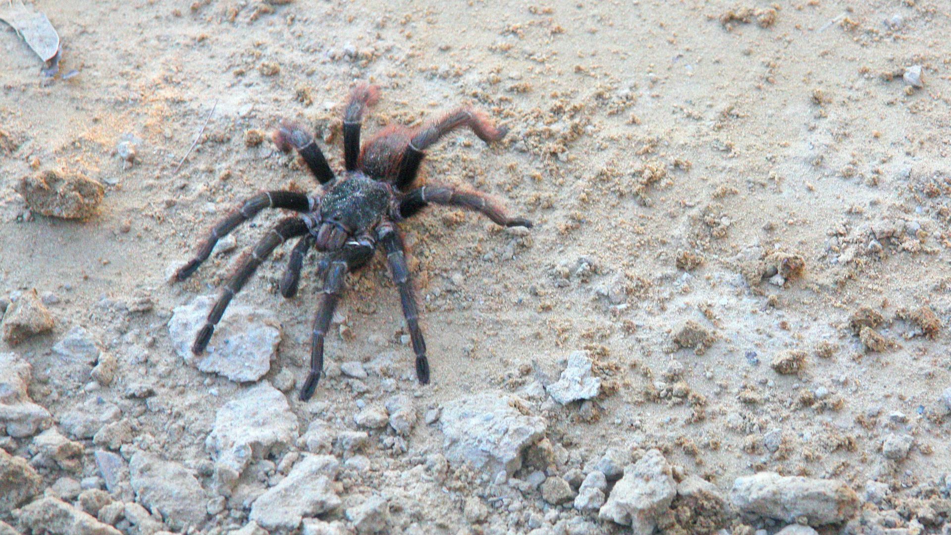 black tarantula on white sand