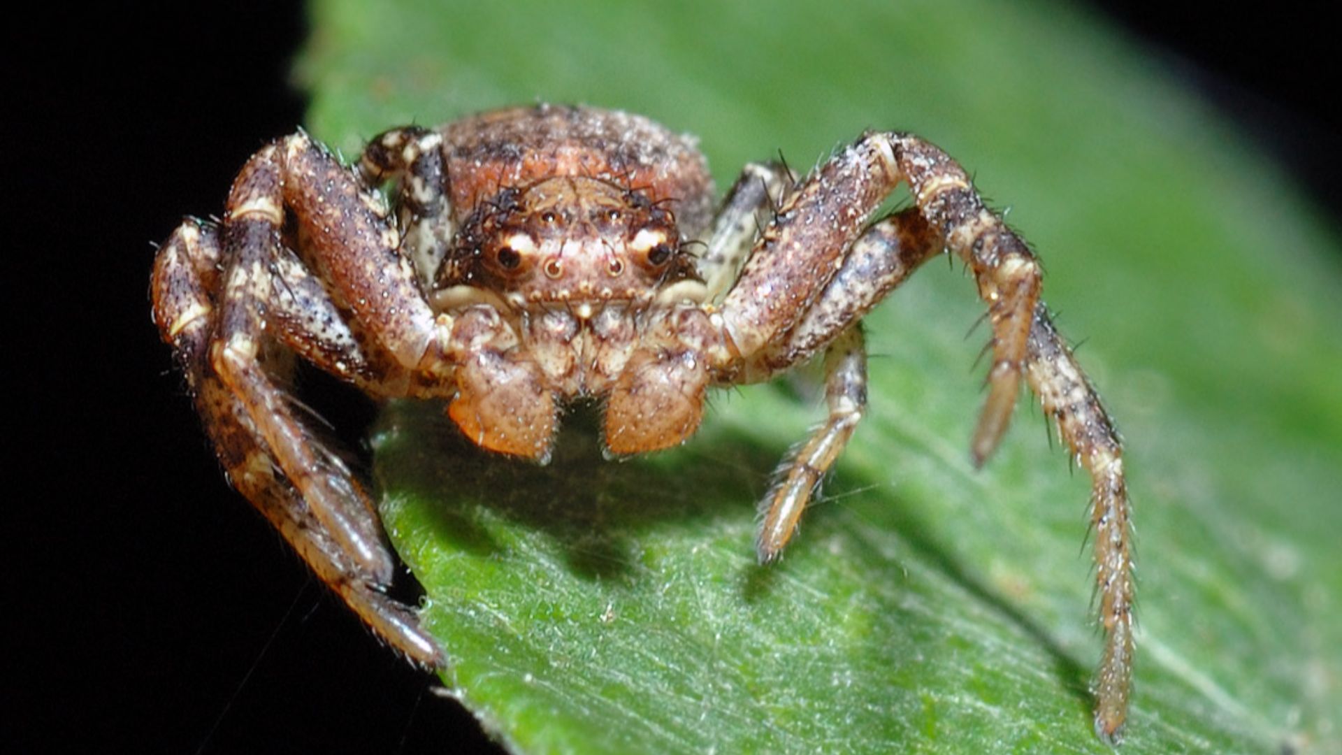 File:Ozyptila praticola - front (aka).jpg