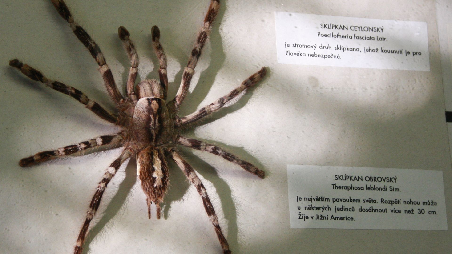 File:Národní muzeum 9490-1.jpg