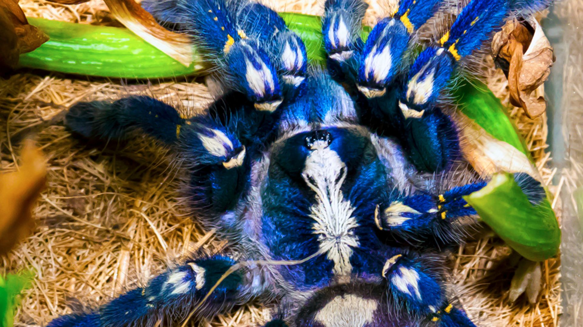 File:Poecilotheria metallica.jpg