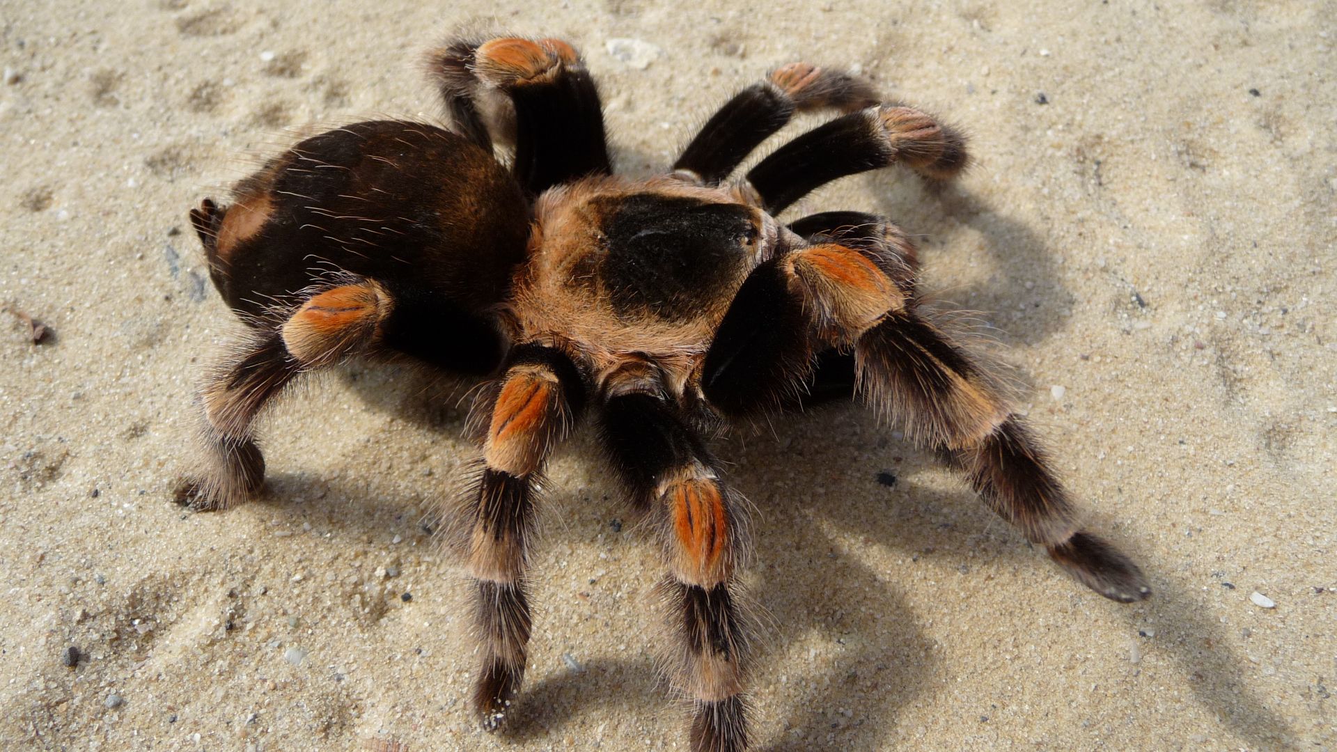 File:Brachypelma smithi 2009 G02.jpg