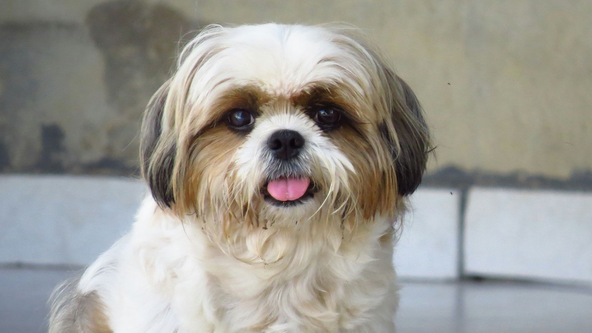 white and brown shih tzu