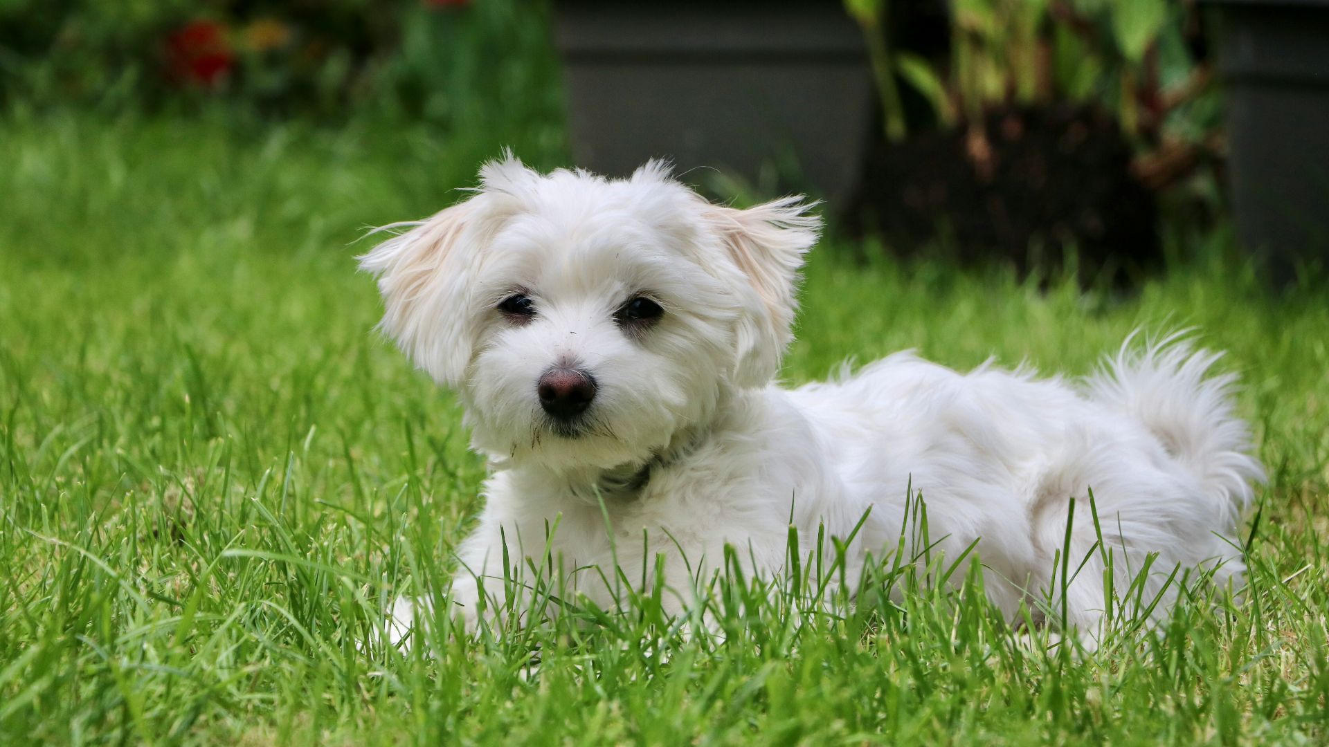 white long coat small dog on green grass field during daytime