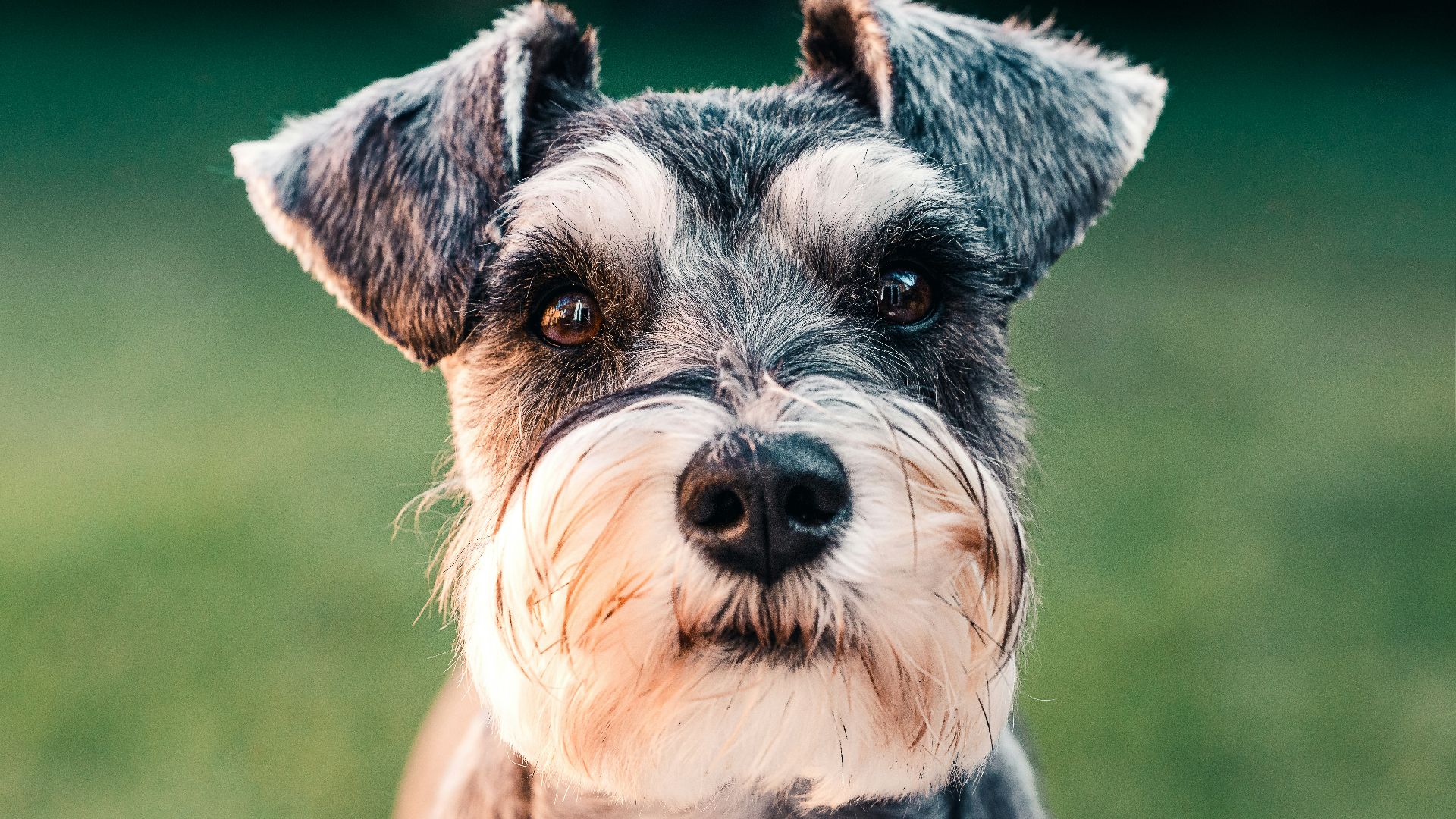 black and white long coated small dog