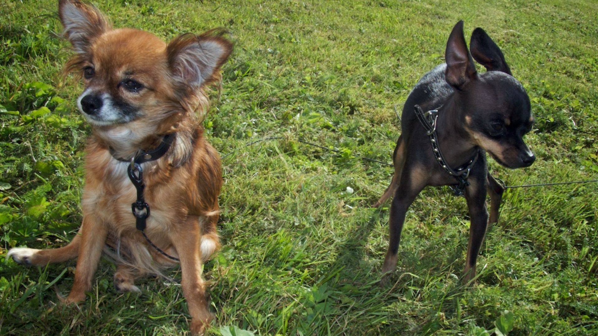 File:Russian Toy Terriers.jpg