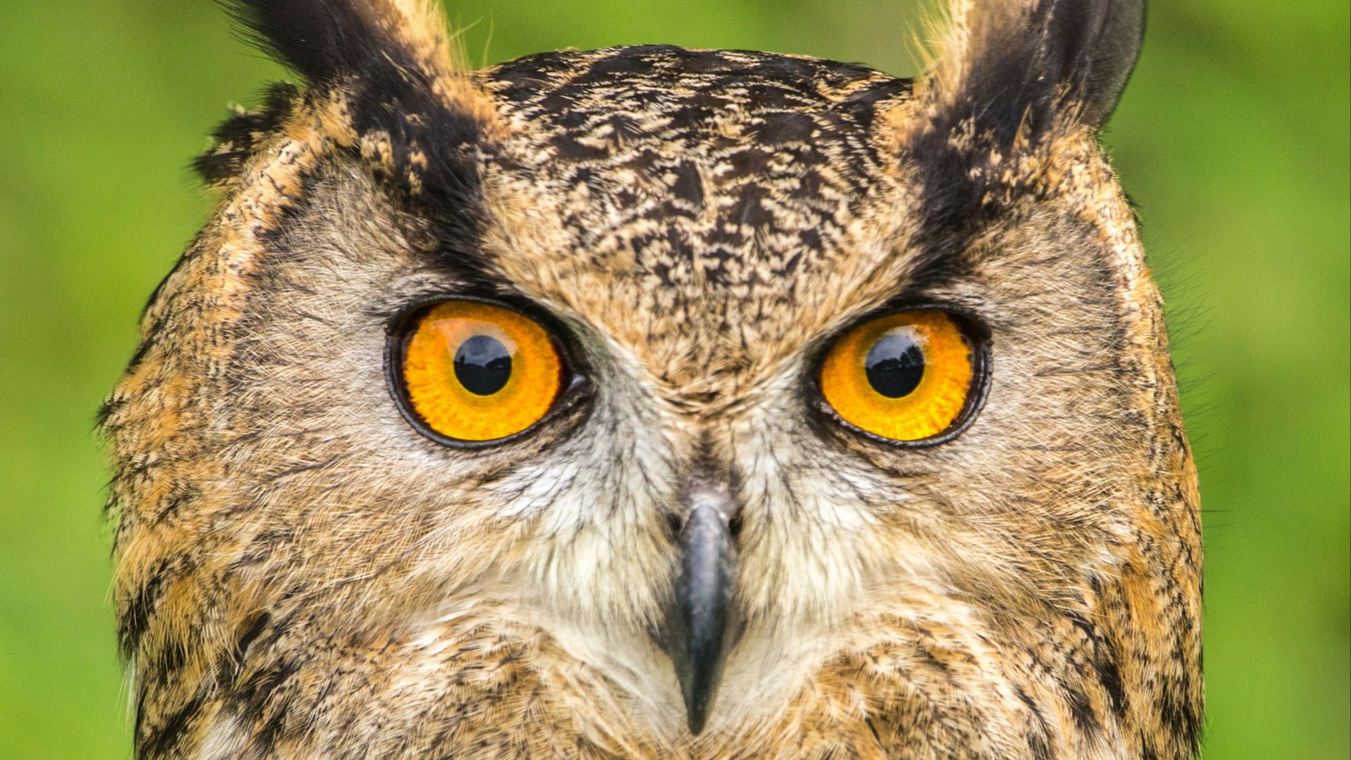 selective focus photography of Eurasian Eagle-owl during daytime