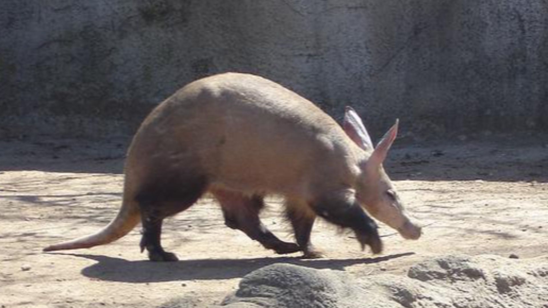 File:Porc formiguer.JPG