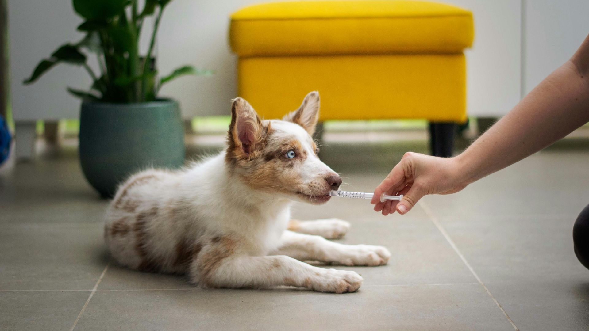 a dog laying on the floor with a person holding a stick