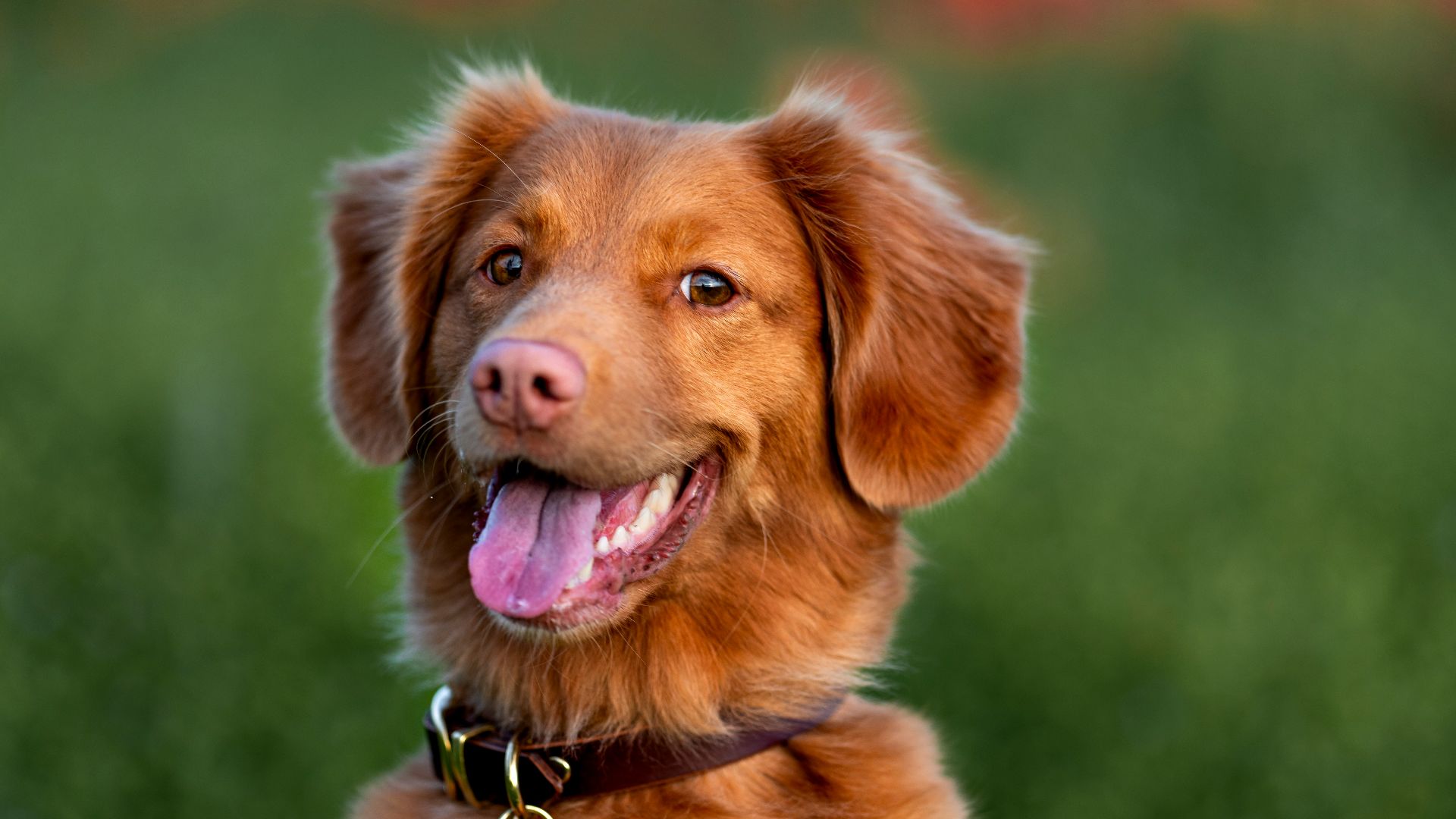 brown long coated dog on green grass field during daytime