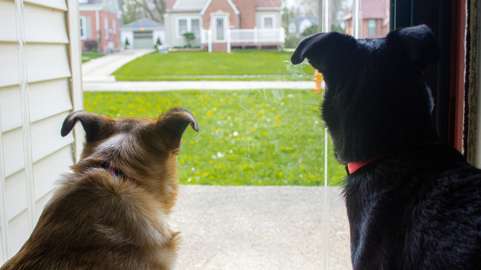 black and brown dogs on green grass field during daytime