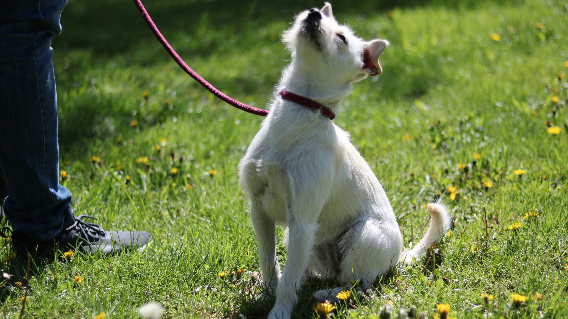 white and brown short coated dog on green grass during daytime