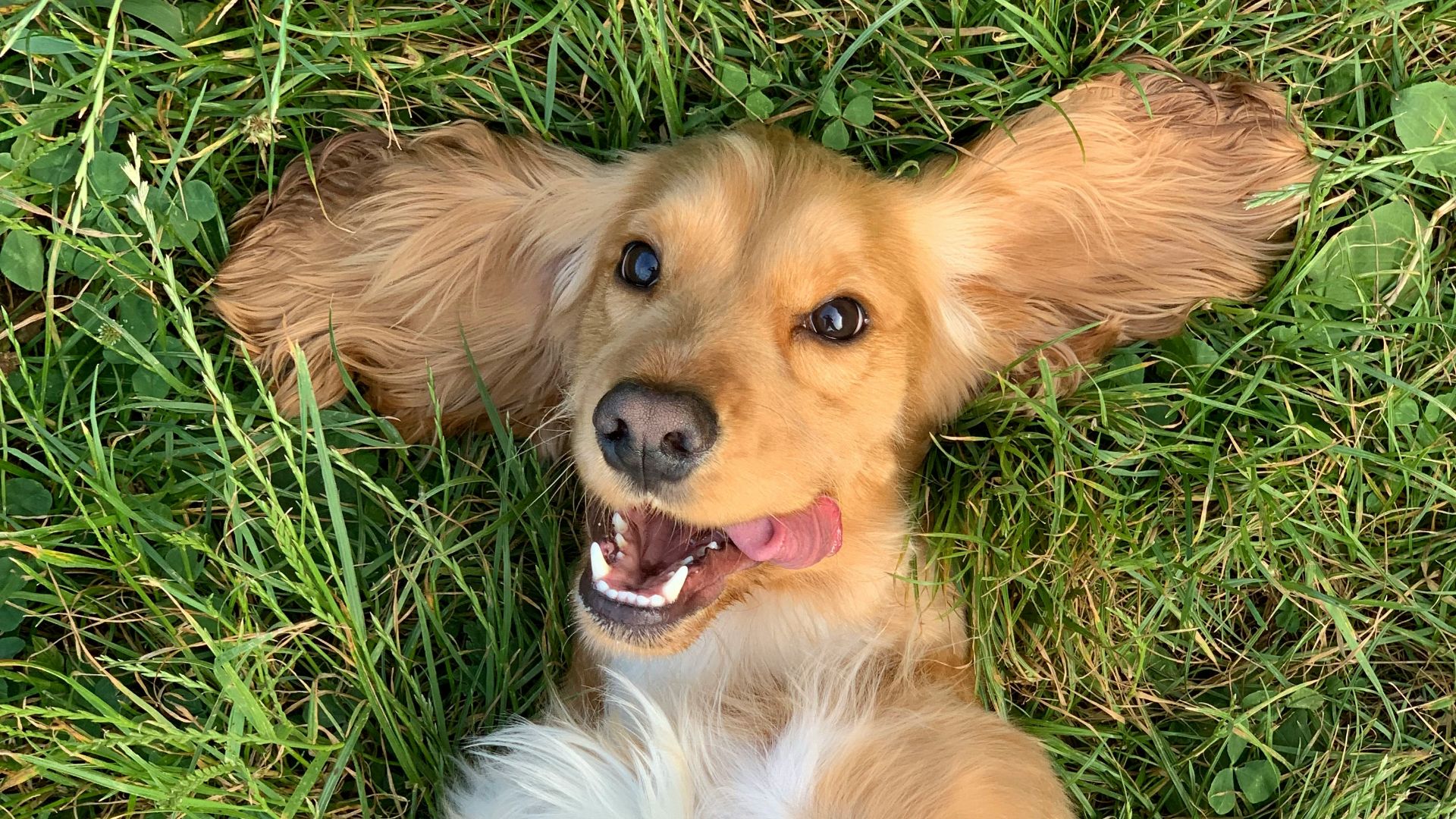 brown and white long coated small dog lying on green grass