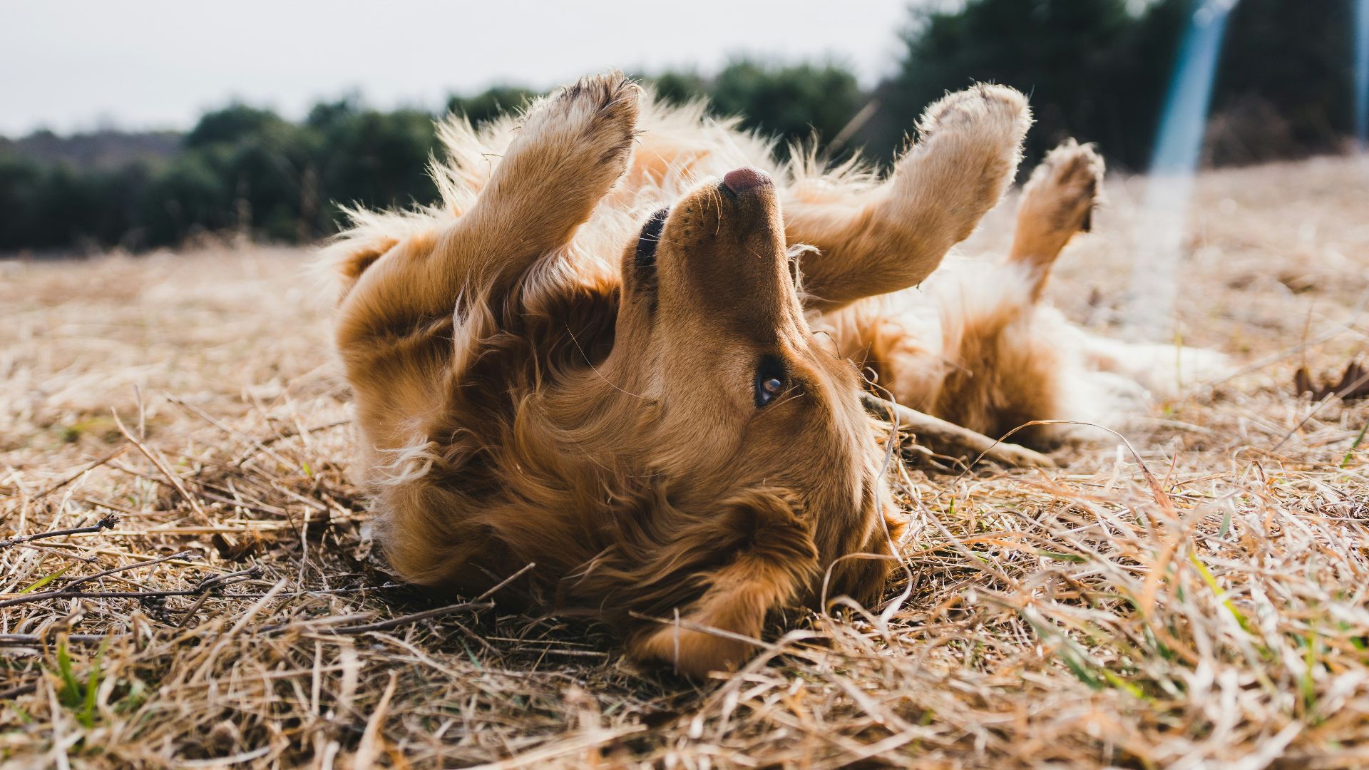 adult gold golden retriever lying on floor