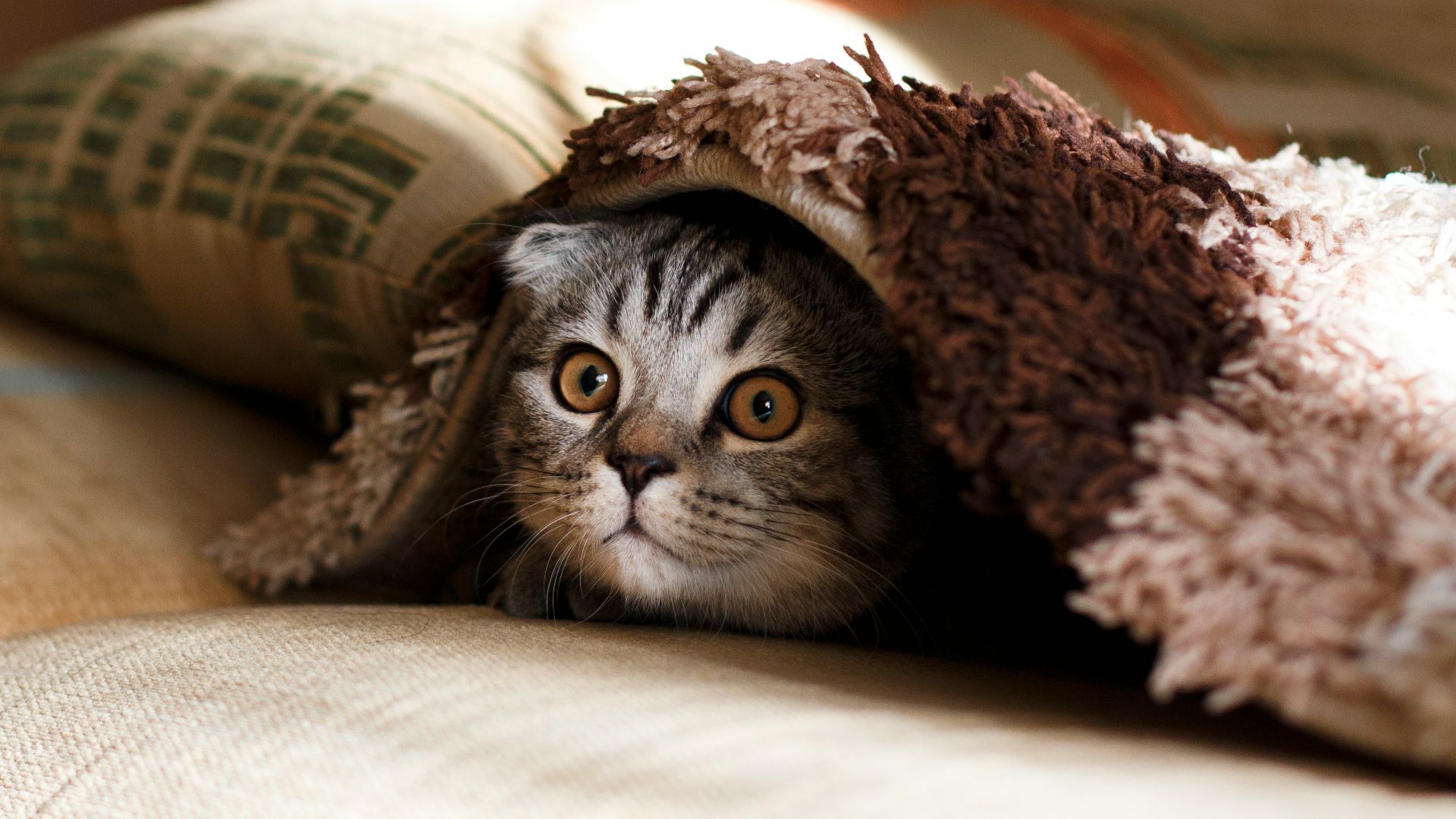 brown Scottish fold in brown thick-pile blanket