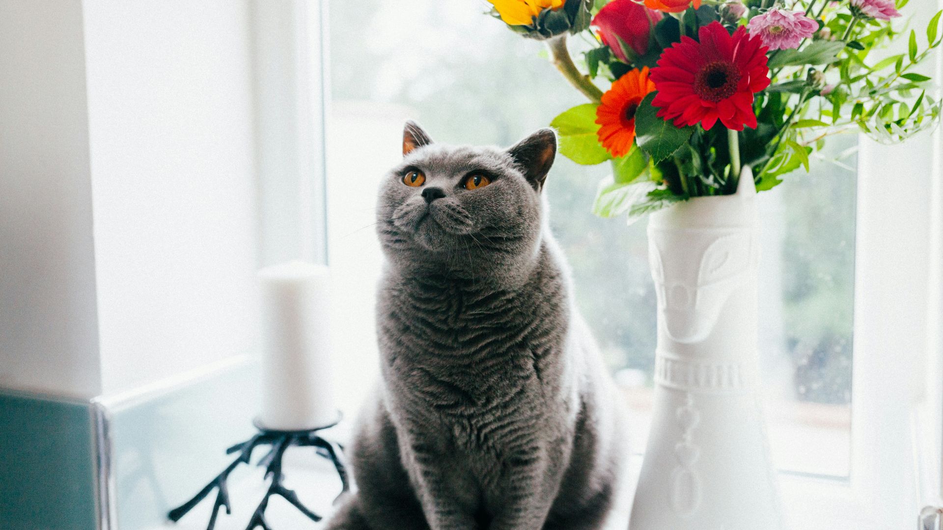 Russian blue cat standing near ceramic vase with artificial flowers