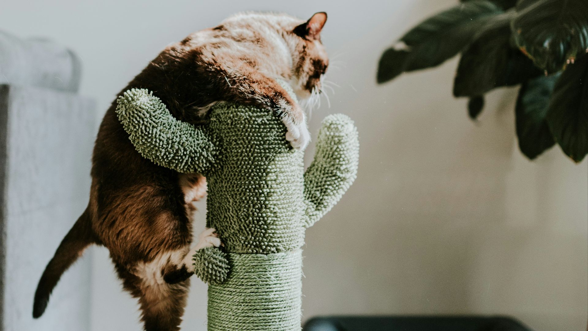 brown tabby cat on green cat tree