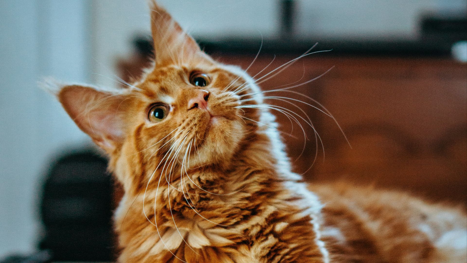 selective focus photography of orange and white cat on brown table