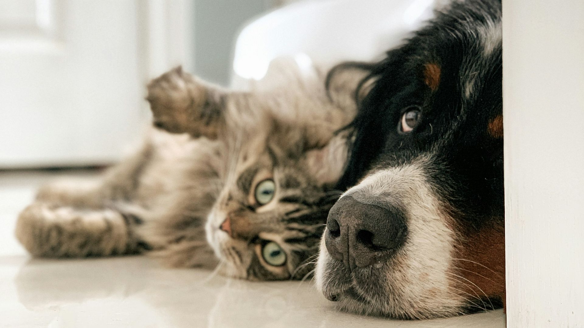 black white and brown bernese mountain dog lying on white textile