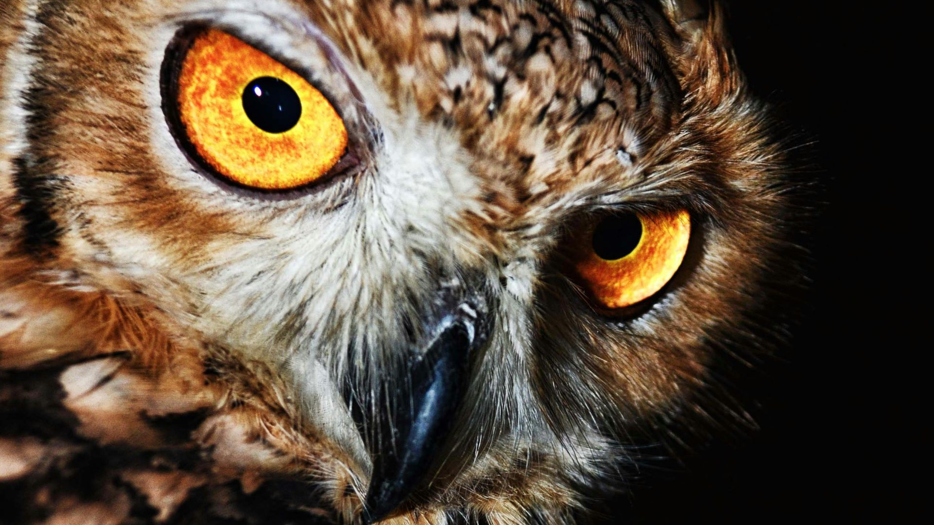 brown owl close-up photo