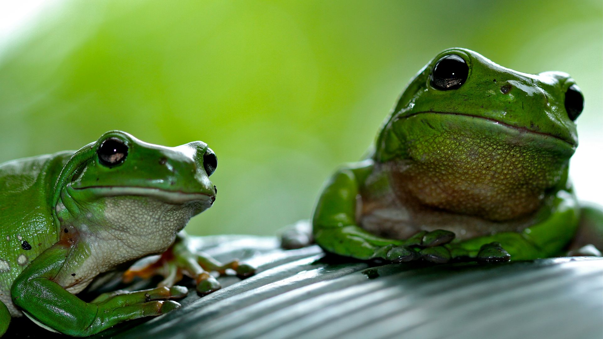focus photography of green frog