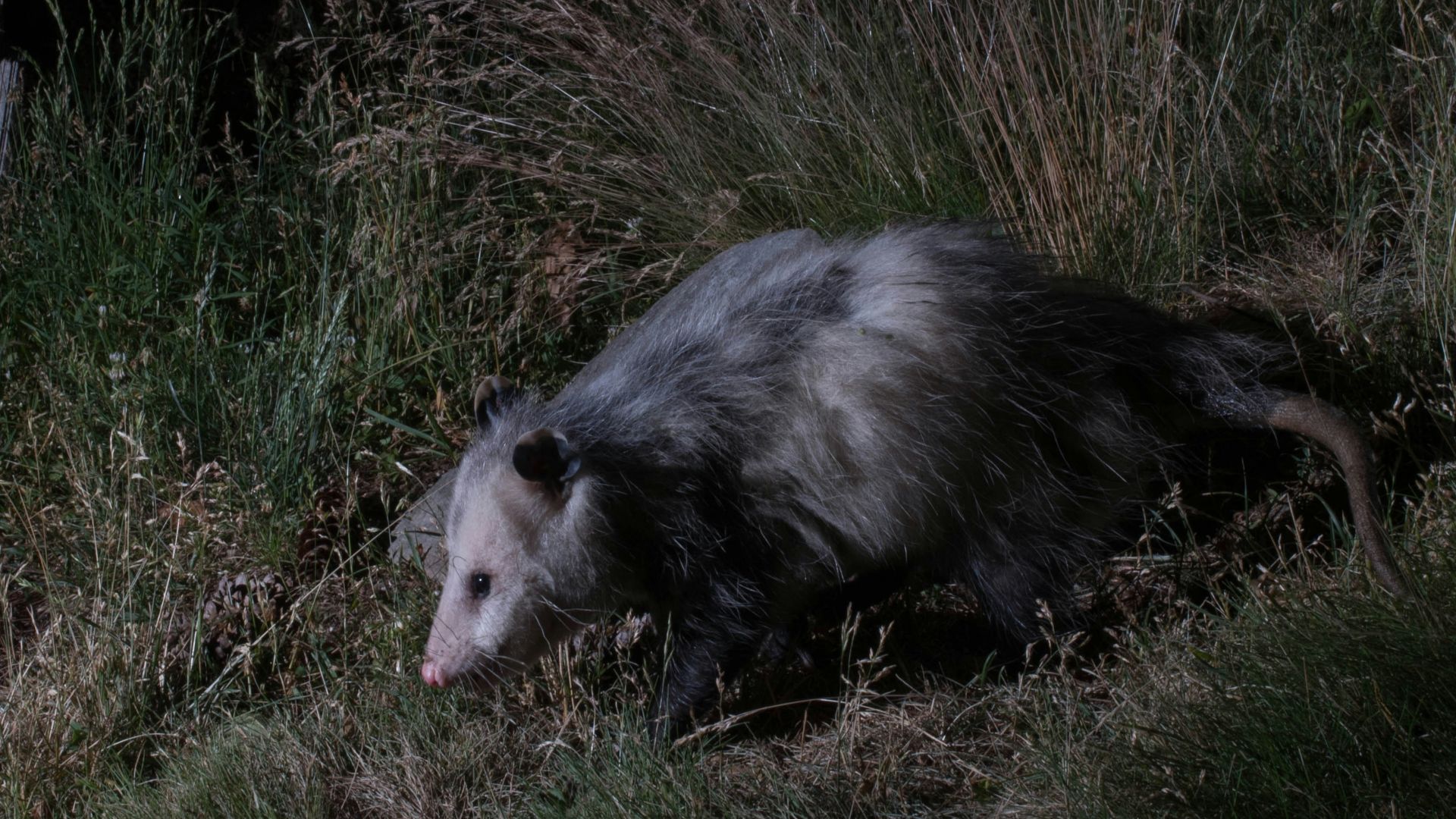 a pig walking through grass
