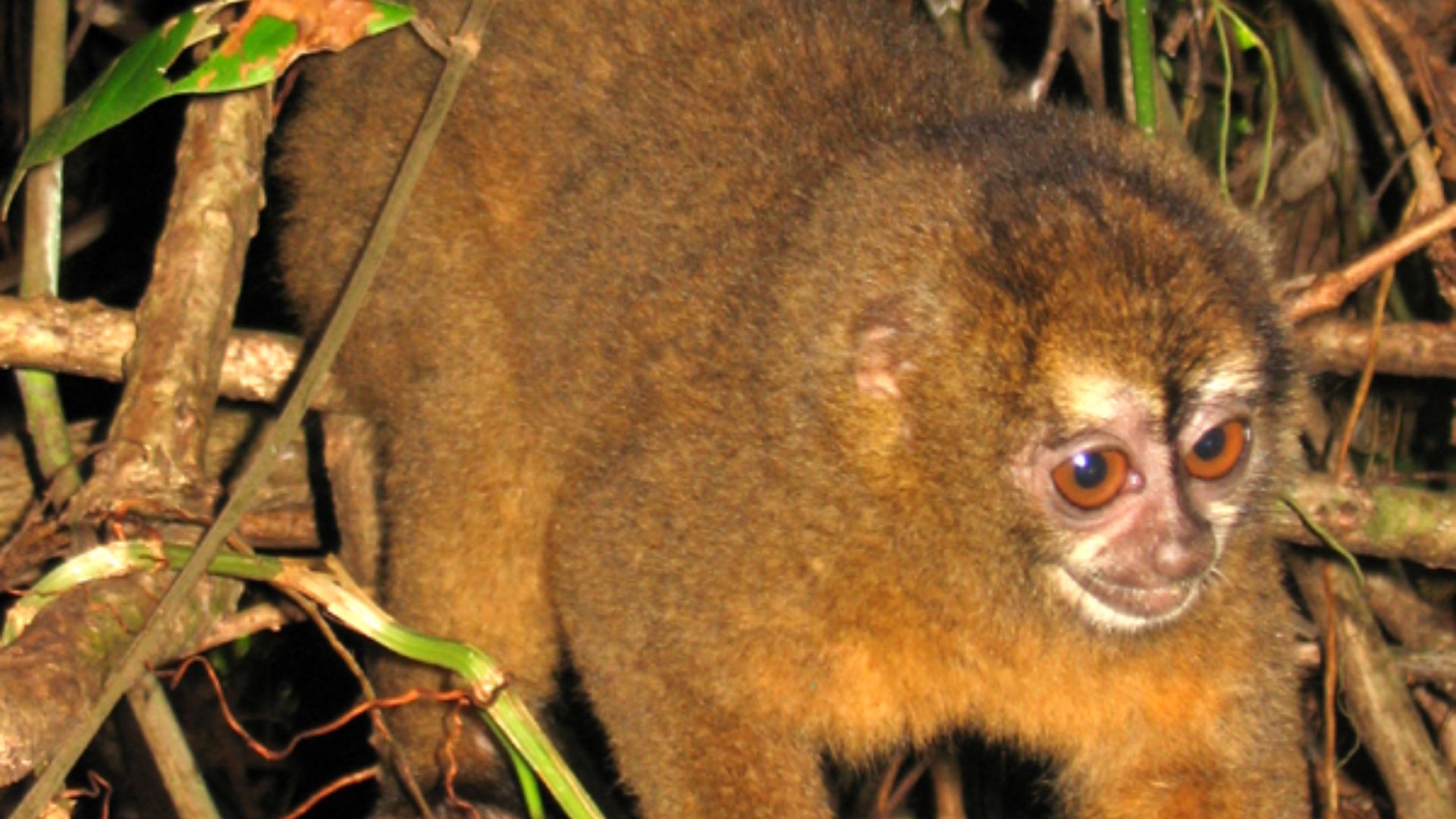 File:Panamanian night monkey.jpg