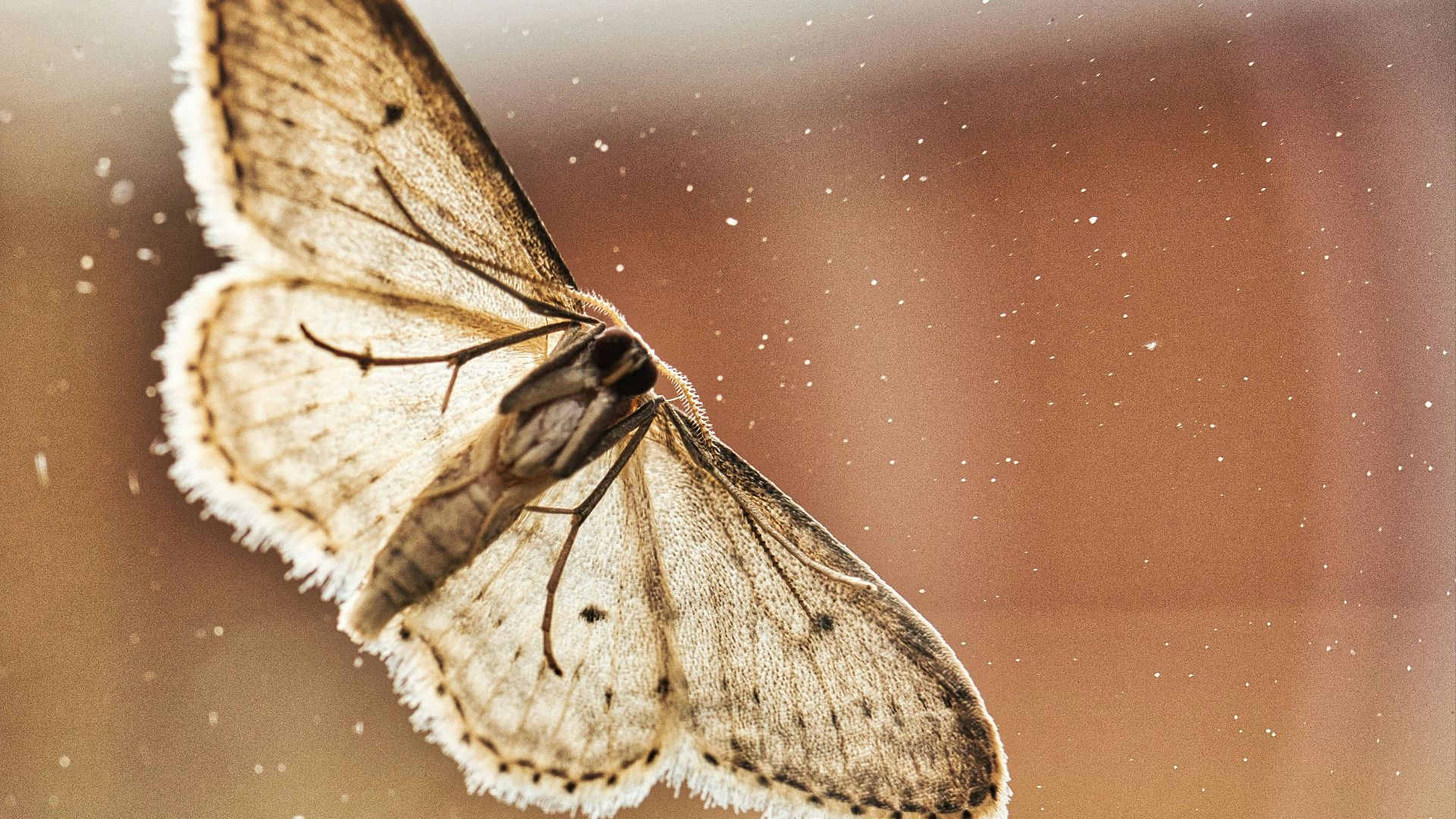 shallow focus photography of brown butterfly